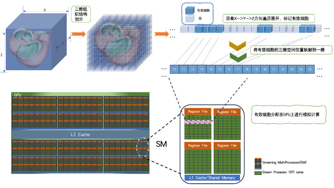 圖注3：心臟模型有效資料在GPU記憶體上的排布