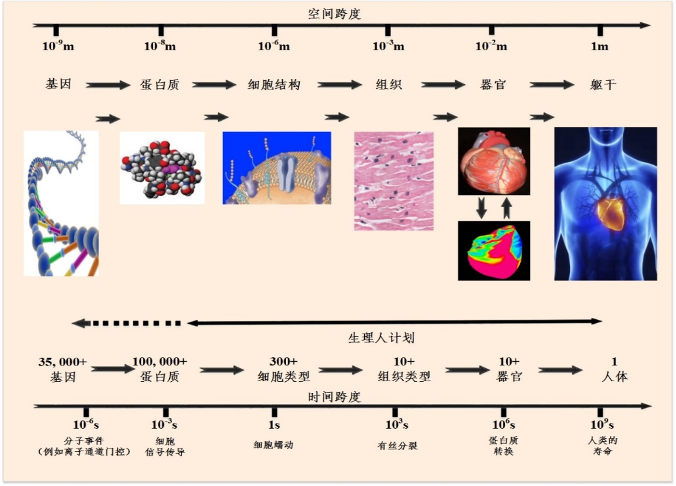 圖注1：構建虛擬生化生理人體的時間和空間尺度。時間尺度橫跨由分子事件（µs）、細胞訊號傳導（ms）、細胞功能（s）到人體壽命 (decades) 的10^15跨度。空間尺度橫跨由分子（nm）、細胞（µm）、器官（cm）到軀幹 (m) 的10^9跨越。